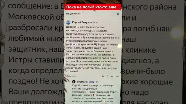 В БУЖАРОВО ОТРАВИЛИ НЬЮФАУНДЛЕНДА(Истринский район Подмосковья) смотреть онлайн