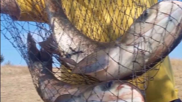 Вот такой вот улов у компании " Толстолов" смотреть онлайн