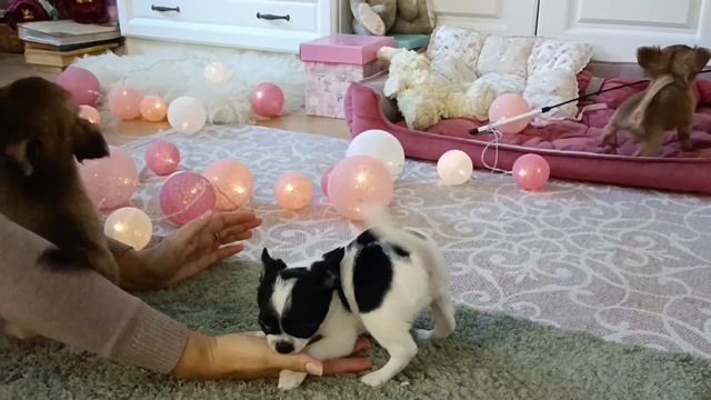 Мини чихуахуа. Щенки в продаже. смотреть онлайн