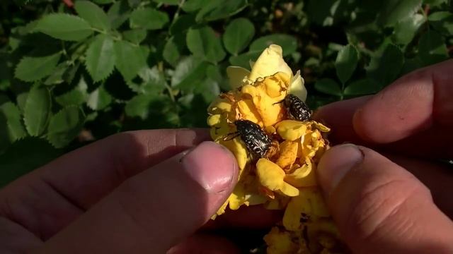 Оленка, Бронзовка мохнатая. смотреть онлайн