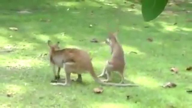 Кенгуру дерутся!a смотреть онлайн