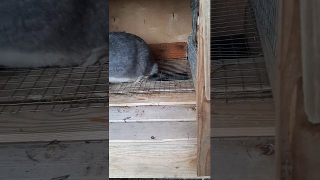 Кролик французский баран первый раз купил такой породу смотреть онлайн