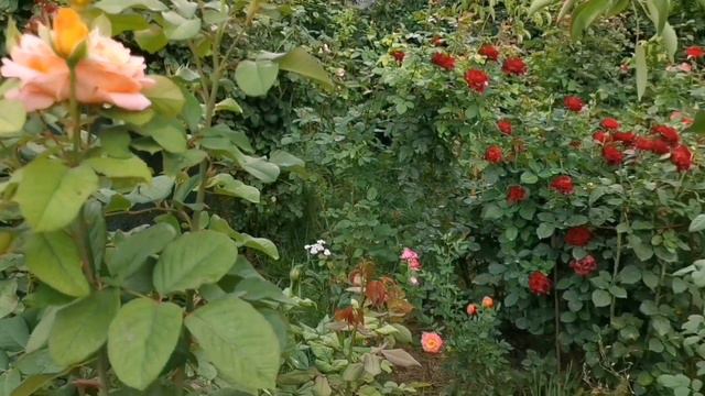Мій садок з трояндами, як "власний кабінет" психологічного розвантаження. Запрошую відвідати разом. смотреть онлайн