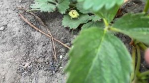 Трипсы на клубнике!!!