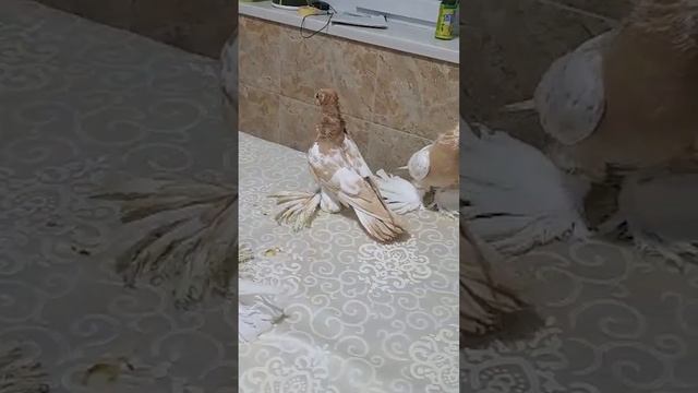 Лучшая коллекция голубей. Двухчубые голуби. Tauben. Pigeons. Palomas. Pombos. 비둘기.