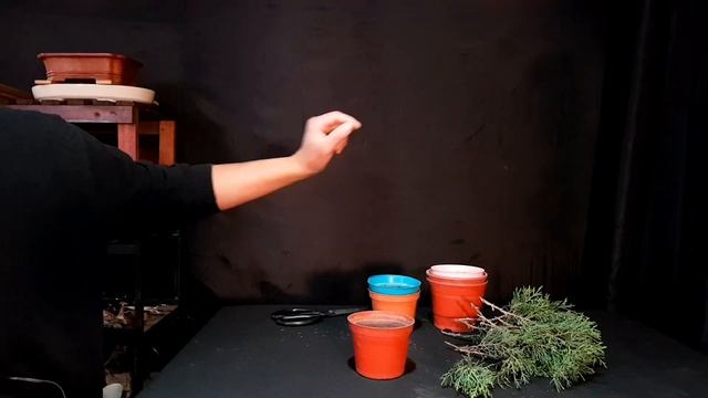 como REPRODUCIR JUNIPEROS - juniperus por esquejes MUY FÁCIL tienes que hacerlo!!! смотреть онлайн