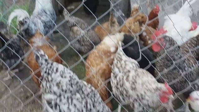 Какую породу кур выбрать? Что лучше порода и кросс? смотреть онлайн