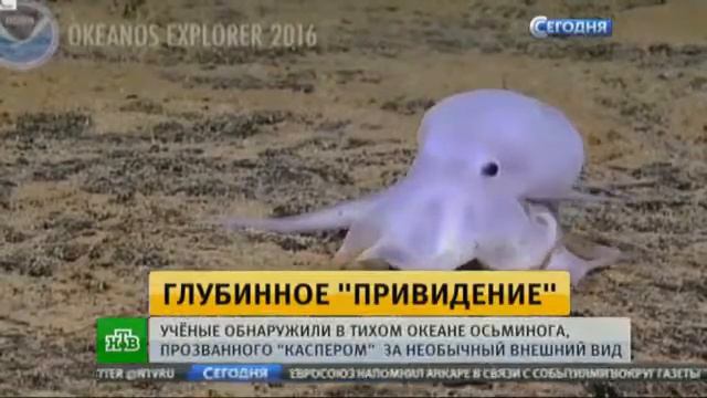 В Тихом океане обнаружили подводного Каспера смотреть онлайн