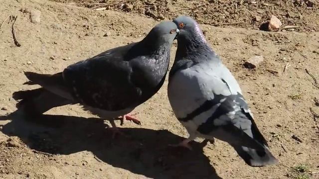 Голубиный брачный танец . смотреть онлайн