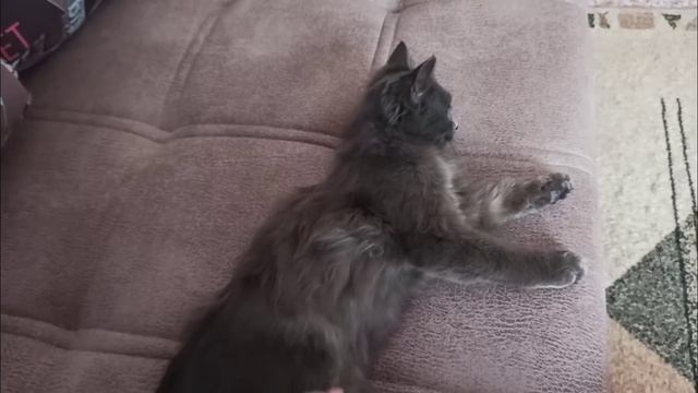 КУПИЛИ КВАРИТИРУ СЫНУ / ОН ЖИВЕТ НЕ ОДИН смотреть онлайн