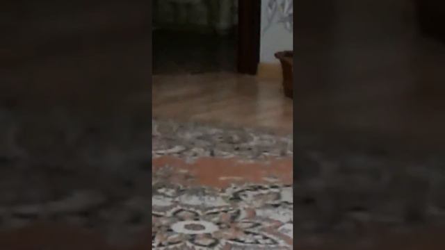 Мило ! Хороший пёсик ! смотреть онлайн