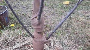 Спасаем вишню, лопнула кора на стволе - что делать!