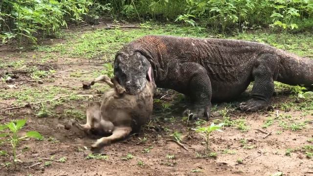 Top 10 Eating Show || Merciless moments of Monitor lizard komodo dragon when hunt their prey смотреть онлайн