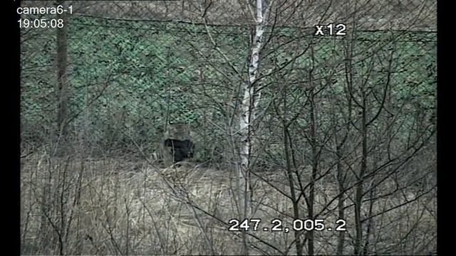 Удачная охота молодой тигрицы на кролика в ПРОО "Центр "Тигр"/improved hunting skills смотреть онлайн
