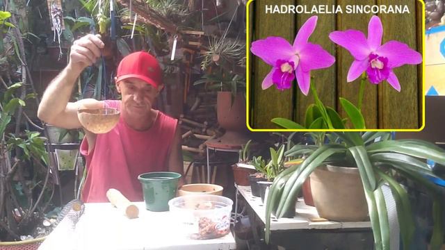 APRENDA A CULTIVAR DE MANEIRA CORRETA AS HADROLAELIAS ALAORI PUMILA PRAESTANS SINCORANA смотреть онлайн