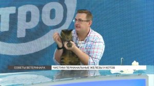 Как чистить перианальные железы у котов?