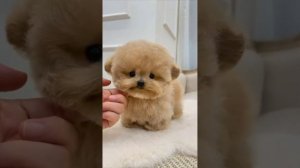 Бутик редких собак Micropet. Корейские микро щенки с доставкой по всему миру