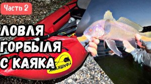 Ловля горбыля с каяка