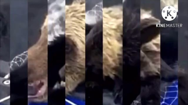 Медвежонок уже шел на дно… Рыбаки еле успели вытащить утопающего медвежонка смотреть онлайн