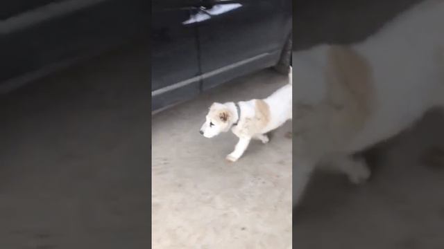 Выпускники ТИМЕРТАШ ПЕРУЗА и ПИКАР (Москва) 3 мес Дети Даны и Криса Спасибо владельцам за видео смотреть онлайн