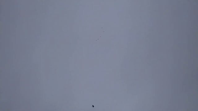 Николаевские голуби нас радуют в небе.Хорошая погода. смотреть онлайн