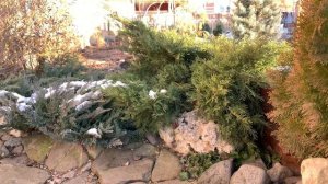 Можжевельник Олд Голд. Уход за можжевельником.