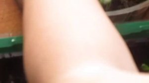 Однолетние георгины - выращивание из семян, пикировка рассады