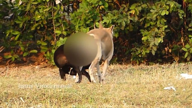 Realdog!!!! Appenzeller Sennenhund Vs Labrador Retriever Near Friend's Home смотреть онлайн