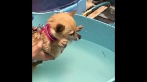 Смешные жиотные #1