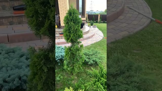 STIHL HSA86. Делаем спиральную Тую смотреть онлайн
