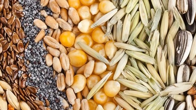 Биология 6 класс ( Пасечник) параграф 38 « Строение семян» аудио смотреть онлайн