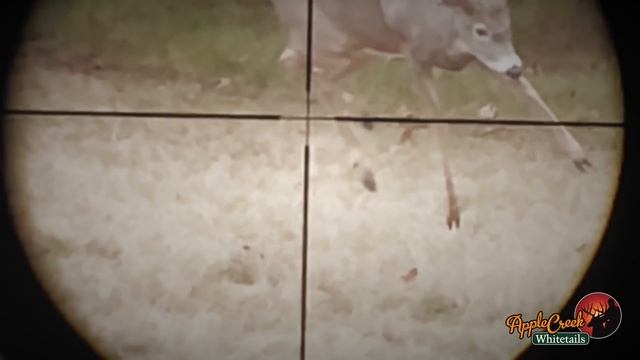 OVER 100 KILL SHOTS - TROPHY GUIDED BUCK HUNTS AT APPLE CREEK WHITETAILS RANCH IN WISCONSIN смотреть онлайн