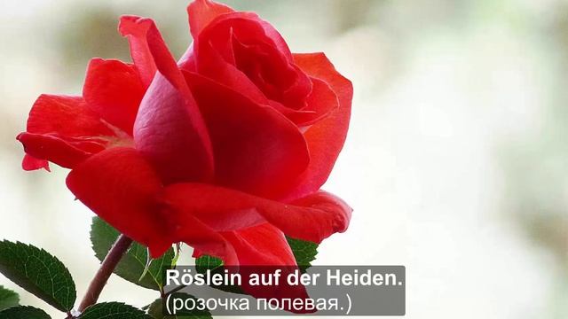 Deutsches Volkslied. «Heidenröslein» [Полевая розочка].На стихи J. W. von Goethe. смотреть онлайн