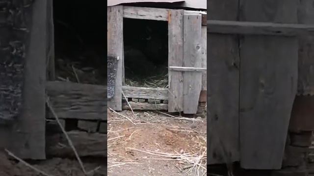 Мои фазаны как они живут, как вам вальер смотреть онлайн