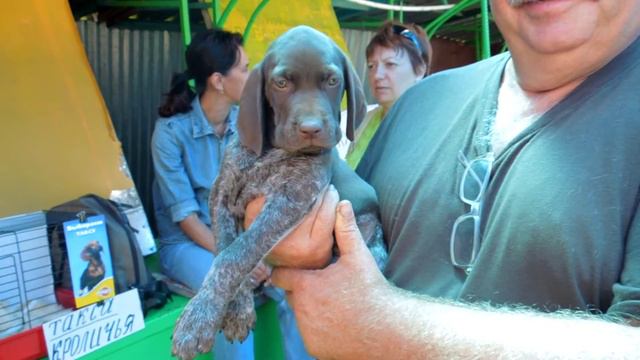 щенок охотник puppy hunter смотреть онлайн