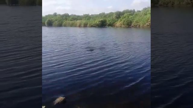 Дожили, уже и у нас купаться нельзя смотреть онлайн