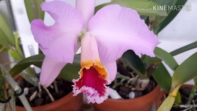 Cattleya mossiae. Каттлея мосси, некоторые особенности и уход. смотреть онлайн