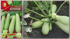 Семена: Аэлита Кабачок  Астроном - Дачные уроки профессора Мамедова