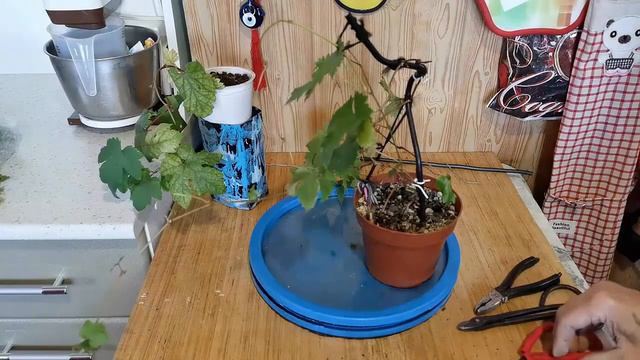 Бонсай из винограда стиль каскад смотреть онлайн