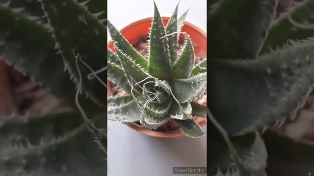 Aloe aristata|| Aristaloe aristata|| Lace aloe #shorts смотреть онлайн
