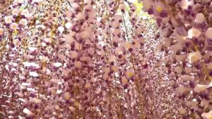 Тоннель глициний в Японии. Сад Кавати Фудзи. Kawachi Fuji Garden
