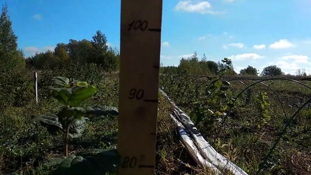 Увеличиваем рост саженцев за счет укрытия смотреть онлайн