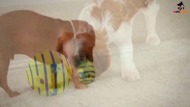 Top 5 Best Interactive Dog Toys to Keep Your Pooch Busy 2022 смотреть онлайн