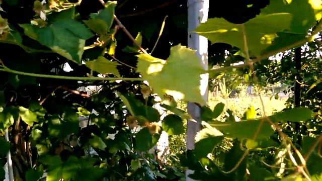 Ежевика, сорт Натчез, Ранняя, Укрывная. 03.06.18.