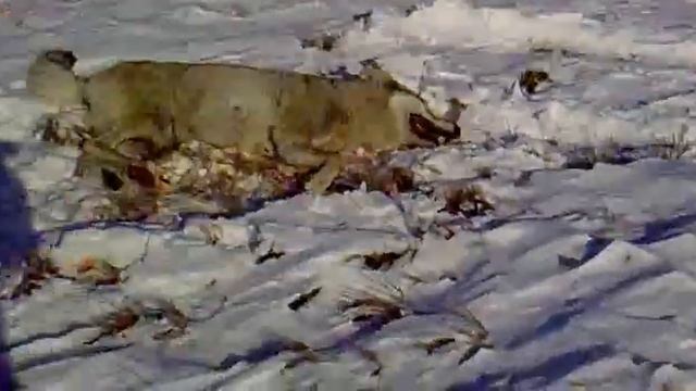 охота на волка кордай 11.12.11 смотреть онлайн
