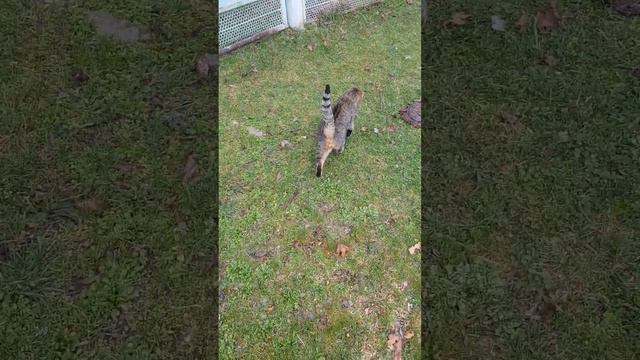 станица Эриванская смотреть онлайн