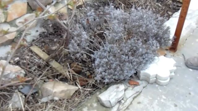 Советы по уходу за лавандой. смотреть онлайн