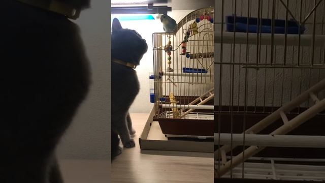 КАК ПОДРУЖИТЬ КОШКУ С ПОПУГАЕМ смотреть онлайн