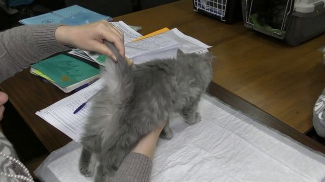 Презентация питомника скоттиш-фолдов PCA ДЕВЯТЬ ЖИЗНЕЙ ВМЕСТЕ смотреть онлайн