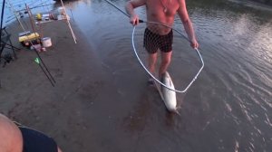 ГОД ждали ТАКУЮ рыбалку на АХТУБЕ! Рыбалка на белого амура! Рыбалка на Ахтубе! Рыбалка с ночёвкой!